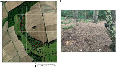 A camera trap method for estimating target densities of grey squirrels to inform wildlife management applications